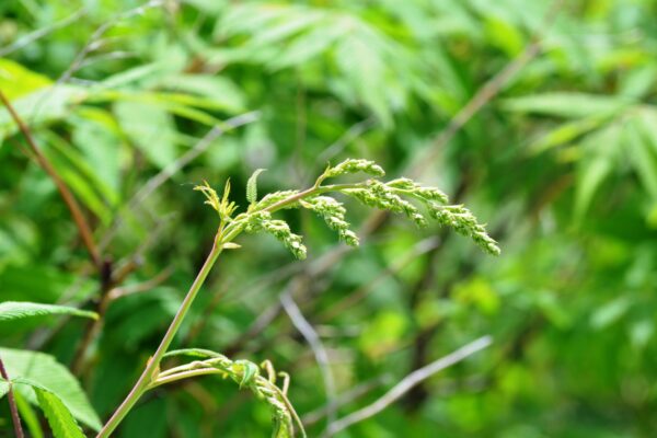 Sorbaria sorbifolia - Flower Buds
