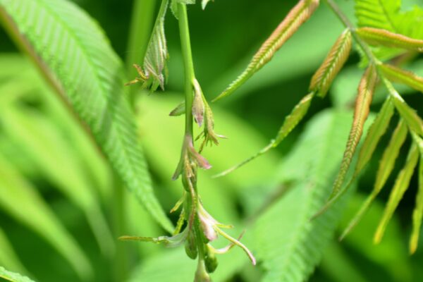 Sorbaria sorbifolia - Flower Buds