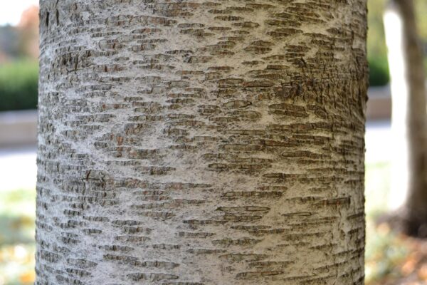 Betula populifolia - Bark
