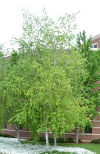 Betula populifolia - Overall Habit