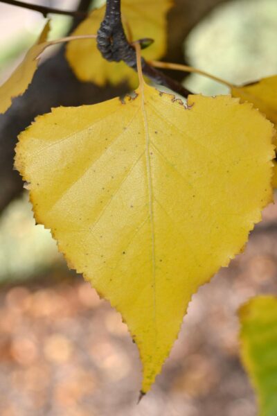 Betula populifolia - Fall Foliage