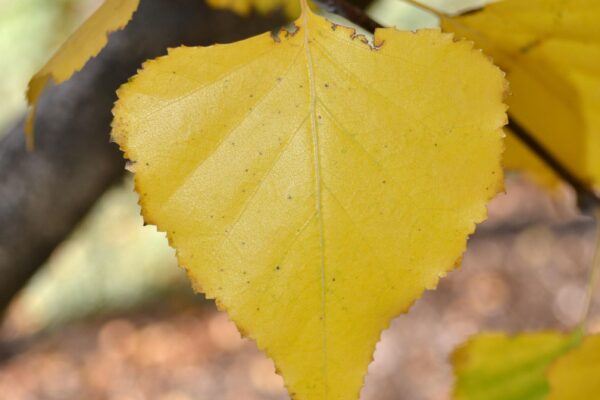 Betula populifolia - Fall Foliage