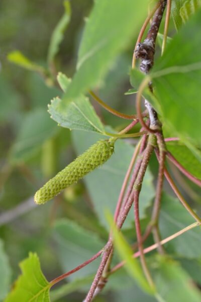 Betula populifolia - Fruit