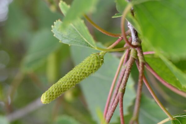 Betula populifolia - Fruit