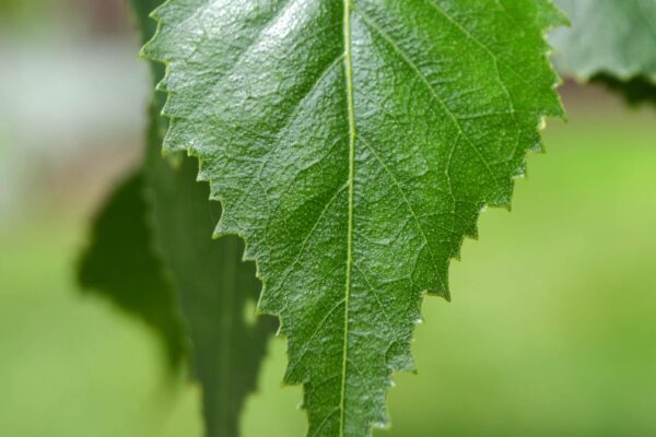 Betula populifolia - Leaf