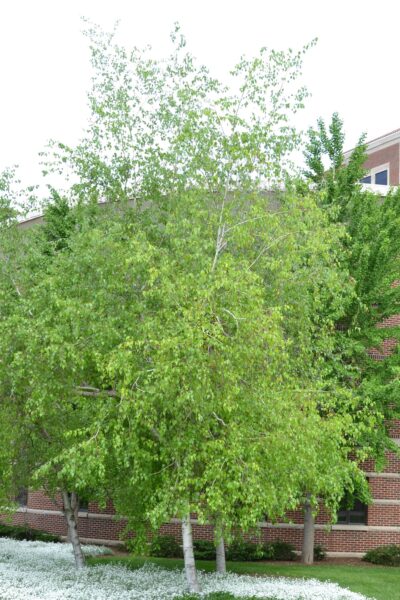 Betula populifolia - Overall Habit