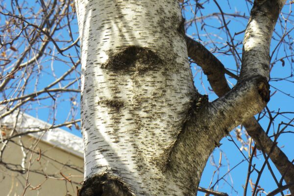 Betula populifolia - Bark