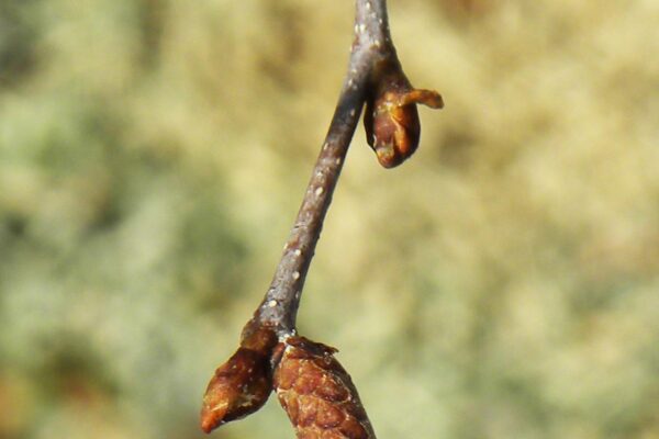 Betula populifolia - Buds