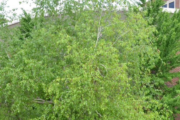 Betula populifolia - Overall Habit