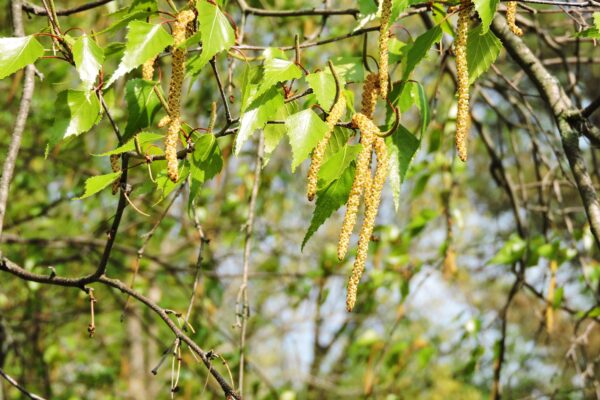 Betula populifolia - Flowers and Foliage