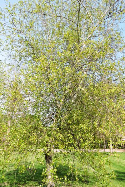 Betula populifolia - Spring Habit