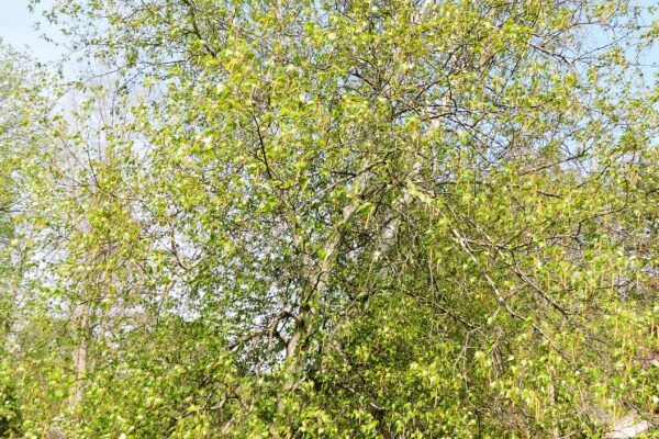 Betula populifolia - Spring Habit