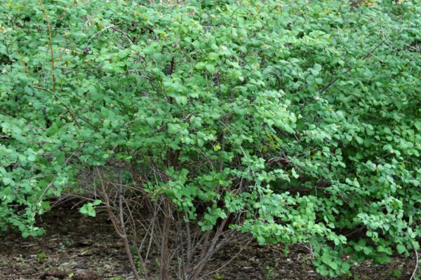 Symphoricarpos × chenaultii - Habit- Early Summer