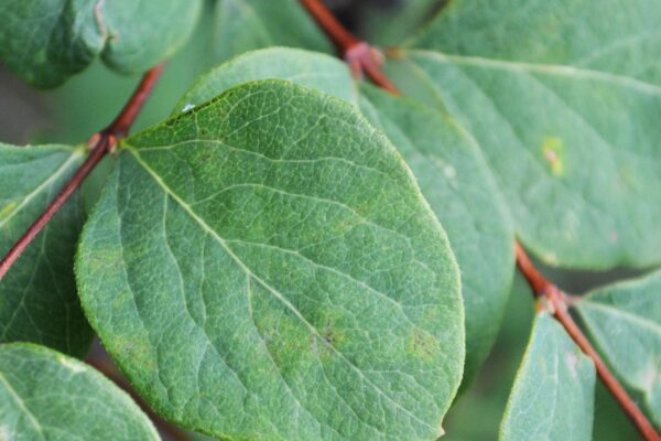 Symphoricarpos × chenaultii - Foliage