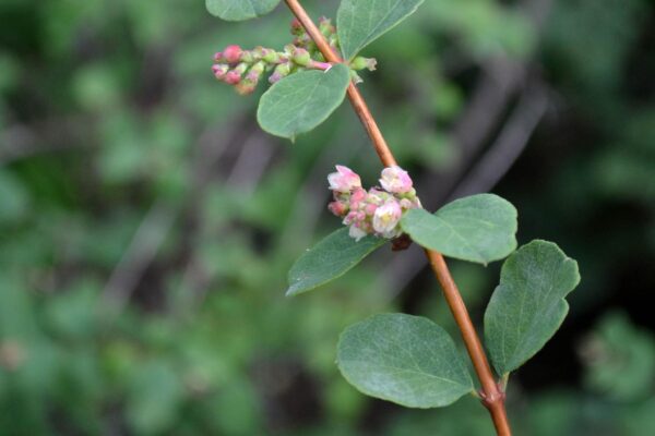 Symphoricarpos × chenaultii - Stem with Flowers