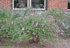 Symphoricarpos × chenaultii - Fruiting Shrub