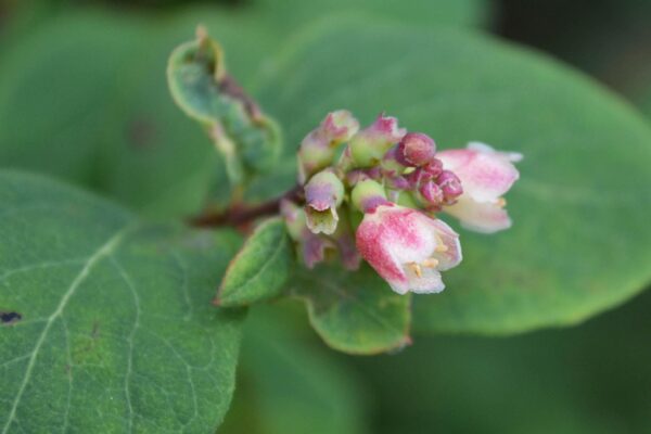 Symphoricarpos × chenaultii - Flower