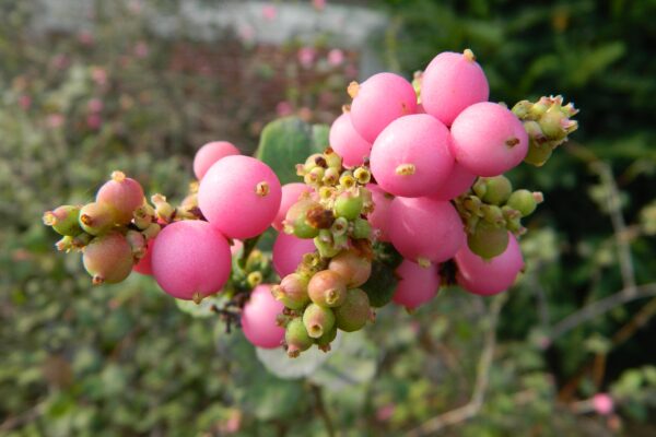 Symphoricarpos × chenaultii - Fruits