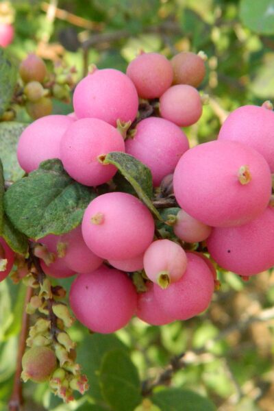 <i>Symphoricarpos</i> &times;<i> chenaultii</i> - Fruits