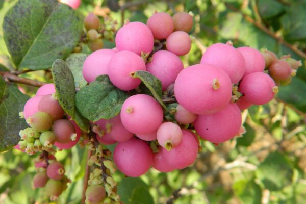 Symphoricarpos × chenaultii - Fruits