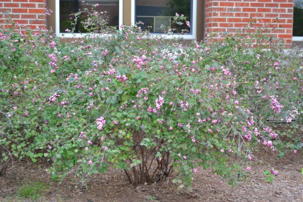 Symphoricarpos × chenaultii - Fruiting Shrub