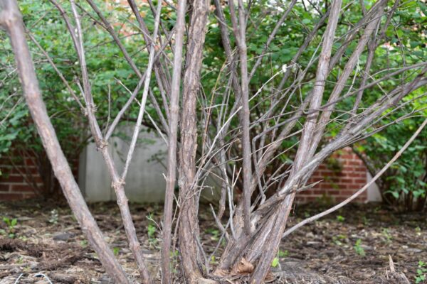 Symphoricarpos × chenaultii - Bark