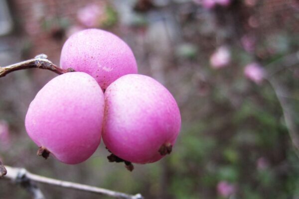 Symphoricarpos × chenaultii - Fruit