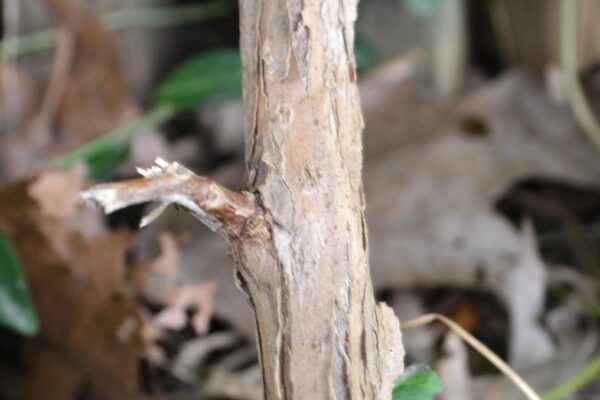 Campsis radicans - Bark