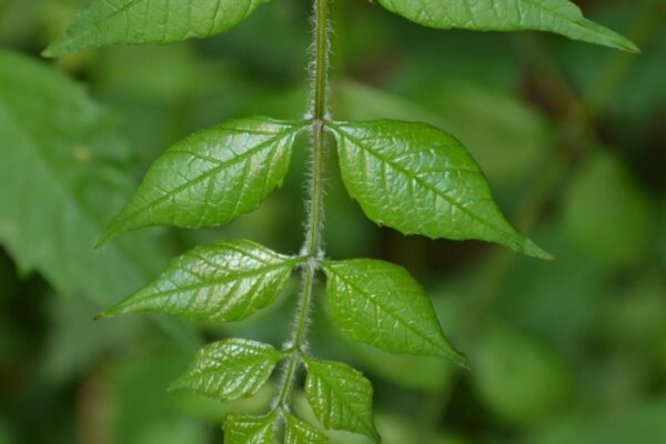 Campsis radicans - Immature Leaf