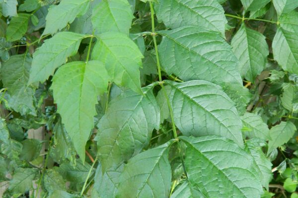 Campsis radicans - Leaves