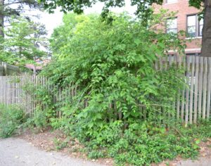 Campsis radicans - Vine Habit