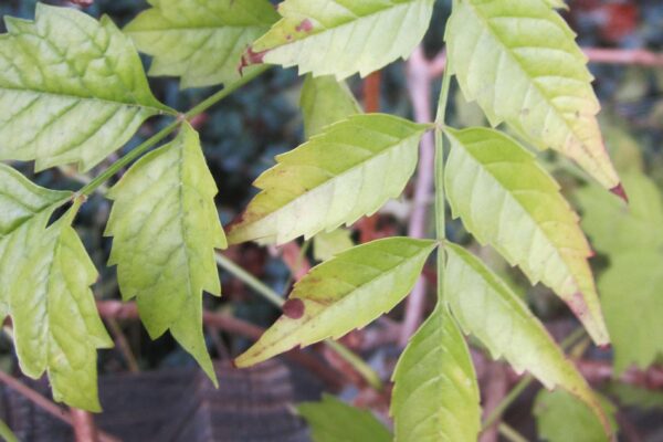 Campsis radicans - Fall Foliage