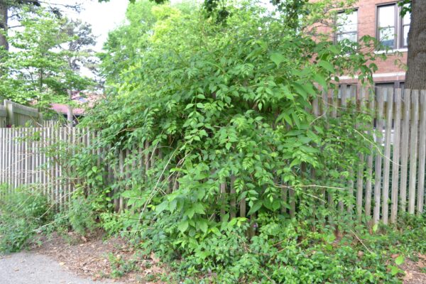 Campsis radicans - Vine Habit