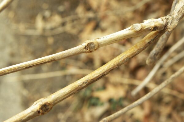 Campsis radicans - Buds