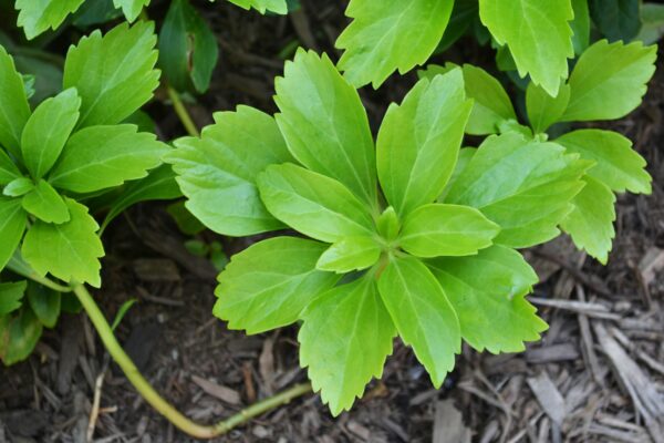 Pachysandra terminalis - Groundcover Leaves