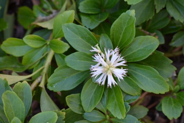 Pachysandra terminalis - Flower