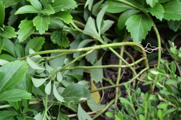 Pachysandra terminalis - Stems