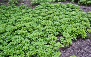 Pachysandra terminalis - Groundcover Habit