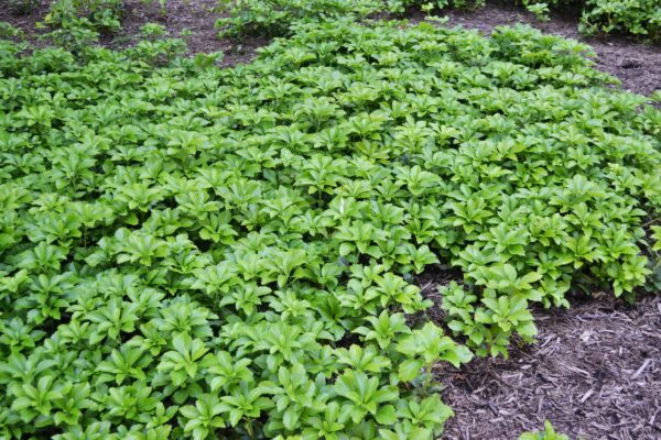 Pachysandra terminalis - Groundcover Habit