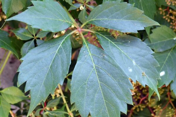Parthenocissus quinquefolia - Foliage