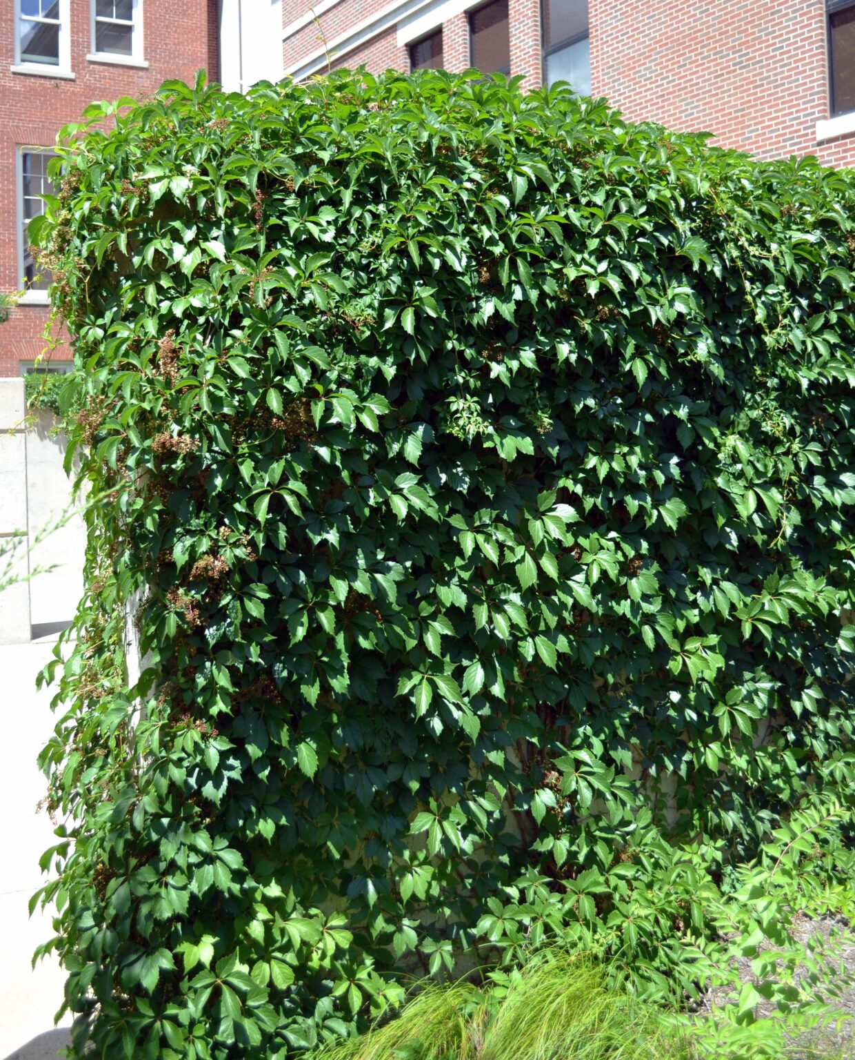 Parthenocissus quinquefolia  Purdue Arboretum Explorer