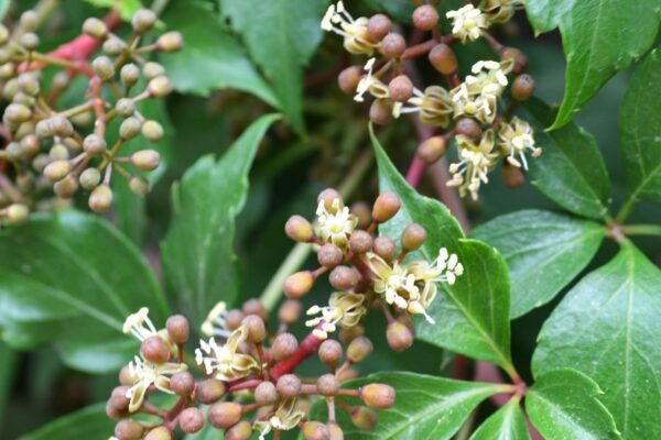 Parthenocissus quinquefolia - Flower Buds and Flowers