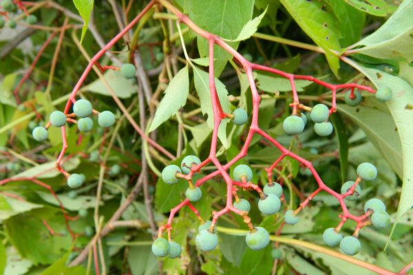 Parthenocissus quinquefolia - Immature Fruits