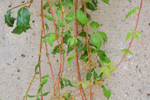 Parthenocissus quinquefolia - Young Stems