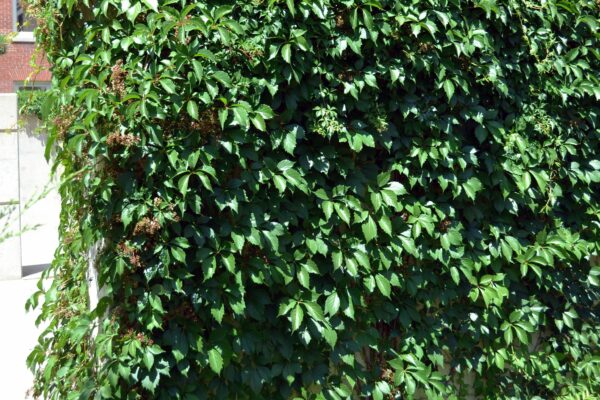 Parthenocissus quinquefolia - Habit