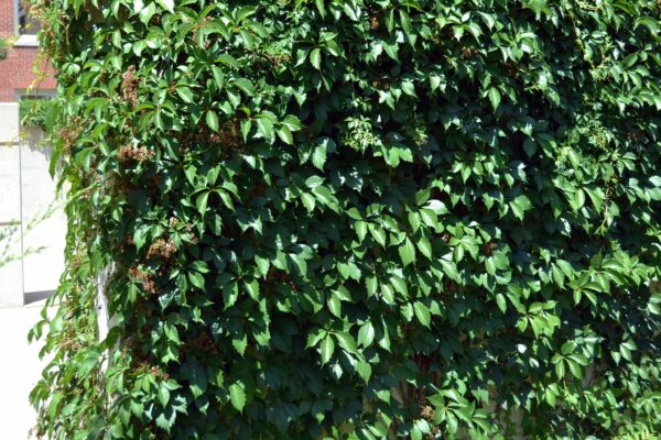 Parthenocissus quinquefolia - Habit
