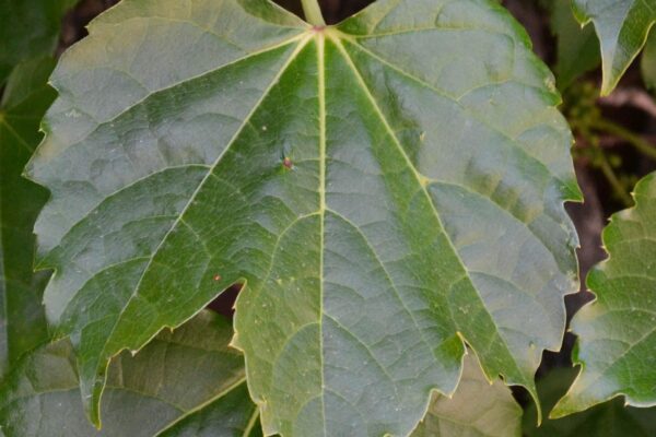 Parthenocissus tricuspidata - Leaf