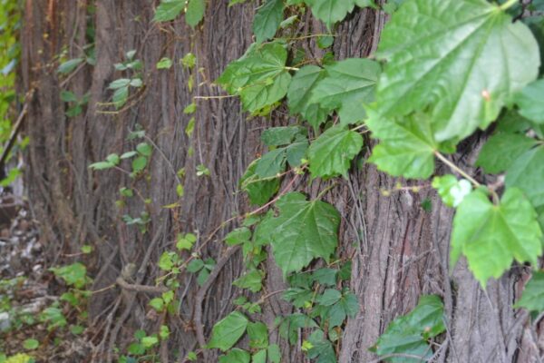 Parthenocissus tricuspidata - Bark