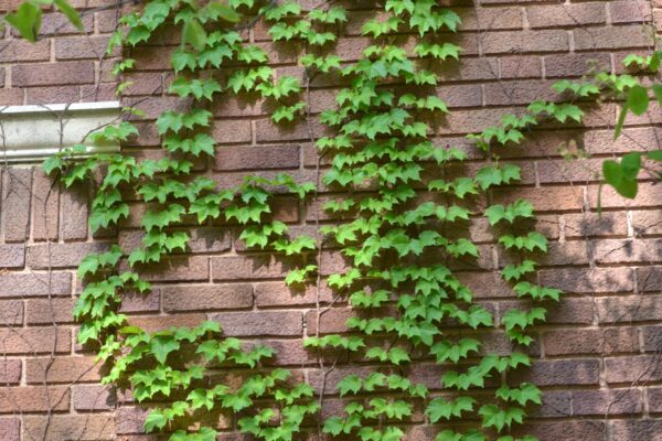 Parthenocissus tricuspidata - Summer Habit