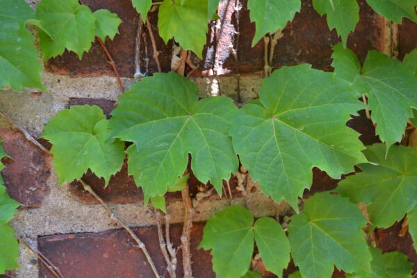 Parthenocissus tricuspidata - Foliage